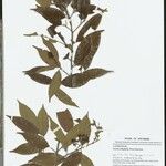 Licaria polyphylla