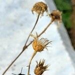 Centaurea cineraria Frutto