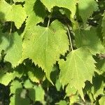 Tilia mongolica 葉