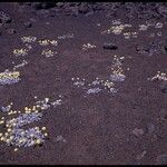 Eriogonum ovalifolium Bark