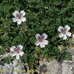 Erodium cheilanthifolium Hábito