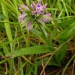 Dactylorhiza majalisBlüte