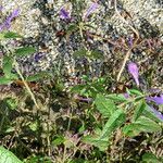 Nepeta sibirica Habitatea