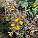 Bossiaea ornata