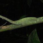 Eremospatha wendlandiana Fruit