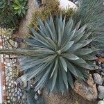 Agave palmeri 葉