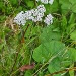 Valeriana dioica Kvet