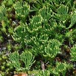 Lycopodium tristachyum Habitus