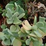 Sedum allantoidesDeilen