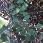 Cotoneaster zabelii Leht