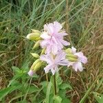 Saponaria officinalis Flor