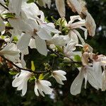 Magnolia stellata Õis