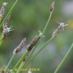 Eleocharis bonariensis Fruit