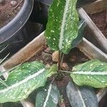 Aglaonema costatum Blatt