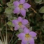 Spergula rubra Flower