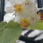 Sparrmannia africana പുഷ്പം