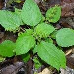 Laportea aestuans Leaf