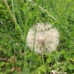 Tragopogon pratensis Fruit