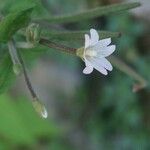 Epilobium roseum Квітка