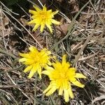Scorzonera austriaca Flor
