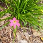 Zephyranthes rosea 花
