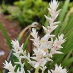 Helmholtzia glaberrima Flower