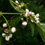 Chiococca alba 果実