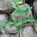 Sonchus oleraceus Blad