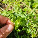 Veronica agrestis Leaf