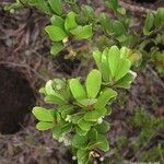 Uromyrtus emarginata Habit