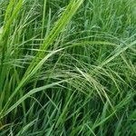 Bromus sterilis Folha