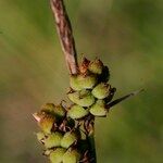 Carex tomentosa Fruit