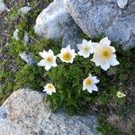 Anemone alpina Цвят