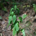 Scrophularia marilandica عادت