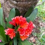 Clivia nobilis Fleur