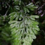 Hymenophyllum tunbrigense Diğer