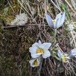 Pulsatilla alpinaBlomst