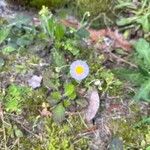 Erigeron quercifolius Kvet