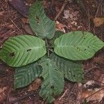 Psychotria panamensis Листок