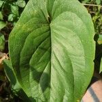 Dioscorea bulbifera Лист