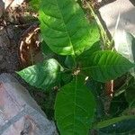 Tabebuia rosea Blatt