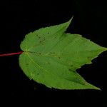 Acer pectinatum Blatt