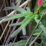 Castilleja fissifolia Leaf