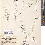 Cyperus lipocarphioides Alia