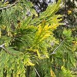 Calocedrus decurrens Leht