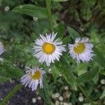 Erigeron annuus花