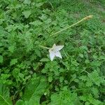 Nicotiana longiflora Φύλλο