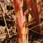 Pterospora andromedea Leaf