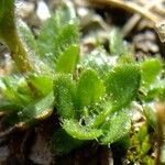 Saxifraga androsacea List