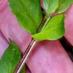 Stellaria neglecta ഇല